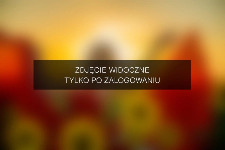Zdjęcie
