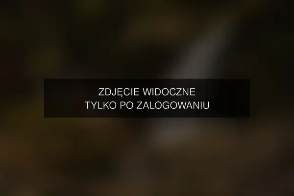 Zdjęcie