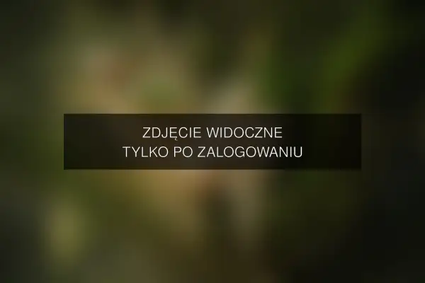 Zdjęcie