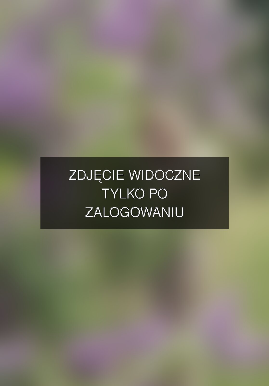 Zdjęcie