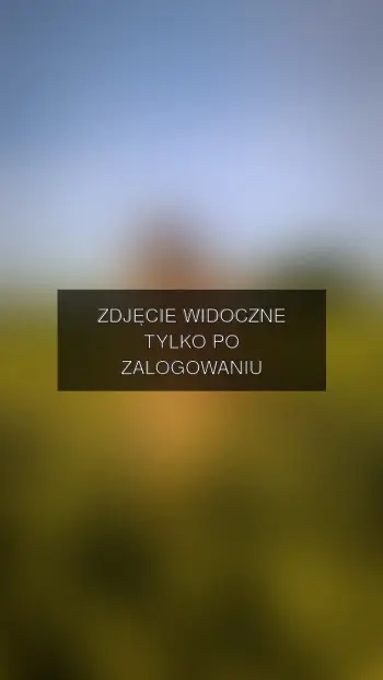 Zdjęcie