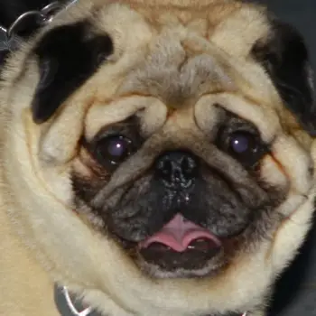 Zdjęcie profilowe dariohibernatus - 7px.pl